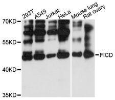 HYPE / FICD Antibody - Western blot analysis of extracts of various cell lines, using FICD antibody at 1:3000 dilution. The secondary antibody used was an HRP Goat Anti-Rabbit IgG (H+L) at 1:10000 dilution. Lysates were loaded 25ug per lane and 3% nonfat dry milk in TBST was used for blocking. An ECL Kit was used for detection and the exposure time was 30s.