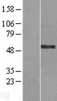 HYPE / FICD Protein - Western validation with an anti-DDK antibody * L: Control HEK293 lysate R: Over-expression lysate