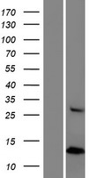 HYPM / CXorf27 Protein - Western validation with an anti-DDK antibody * L: Control HEK293 lysate R: Over-expression lysate