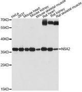 Hypothetical Protein / TINP1 Antibody - Western blot analysis of extracts of various cell lines, using NSA2 antibody at 1:1000 dilution. The secondary antibody used was an HRP Goat Anti-Rabbit IgG (H+L) at 1:10000 dilution. Lysates were loaded 25ug per lane and 3% nonfat dry milk in TBST was used for blocking. An ECL Kit was used for detection and the exposure time was 60s.