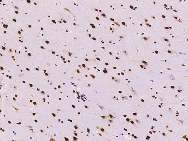Hypothetical Protein / TINP1 Antibody - Immunochemical staining NSA2 in mouse brain with rabbit polyclonal antibody at 1:300 dilution, formalin-fixed paraffin embedded sections.