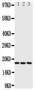I-309 / CCL1 Antibody - Anti-I-309 antibody, Western blotting All lanes: Anti I-309 at 0.5ug/ml Lane 1: SCG Whole Cell Lysate at 40ug Lane 2: COLO320 Whole Cell Lysate at 40ug Lane 3: JURKAT Whole Cell Lysate at 40ug Predicted bind size: 11KD Observed bind size: 18KD