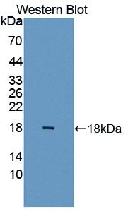 I-BABP / FABP6 Antibody - Western blot of I-BABP / FABP6 antibody.