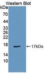 I-BABP / FABP6 Antibody - Western blot of I-BABP / FABP6 antibody.