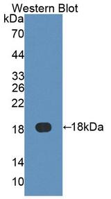 I-BABP / FABP6 Antibody