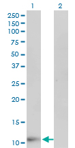 I-BABP / FABP6 Antibody - Western Blot analysis of FABP6 expression in transfected 293T cell line by FABP6 monoclonal antibody (M01), clone 4A4.Lane 1: FABP6 transfected lysate(14.4 KDa).Lane 2: Non-transfected lysate.