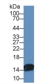 I-FABP / FABP2 Antibody - Western Blot; Sample: Bovine Small intestine lysate; Primary Ab: 1µg/ml Rabbit Anti-Bovine FABP2 Antibody Second Ab: 0.2µg/mL HRP-Linked Caprine Anti-Rabbit IgG Polyclonal Antibody