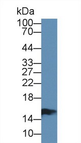 I-FABP / FABP2 Antibody - Western Blot; Sample: Porcine Small intestine lysate; Primary Ab: 1µg/ml Rabbit Anti-Bovine FABP2 Antibody Second Ab: 0.2µg/mL HRP-Linked Caprine Anti-Rabbit IgG Polyclonal Antibody (Catalog: SAA544Rb19