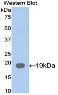 I-FABP / FABP2 Antibody - Western blot of recombinant I-FABP / FABP2.  This image was taken for the unconjugated form of this product. Other forms have not been tested.