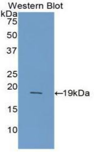 I-FABP / FABP2 Antibody - Western blot of recombinant I-FABP / FABP2.  This image was taken for the unconjugated form of this product. Other forms have not been tested.