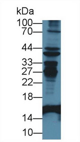 I-FABP / FABP2 Antibody - Western Blot; Sample: Mouse Liver lysate; Primary Ab: 1µg/ml Rabbit Anti-Mouse FABP2 Antibody Second Ab: 0.2µg/mL HRP-Linked Caprine Anti-Rabbit IgG Polyclonal Antibody (Catalog: SAA544Rb19