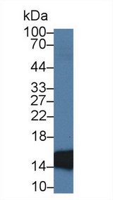 I-FABP / FABP2 Antibody - Western Blot; Sample: Porcine Small intestine lysate; Primary Ab: 2µg/ml Mouse Anti-Rat FABP2 Antibody Second Ab: 0.2µg/mL HRP-Linked Caprine Anti-Mouse IgG Polyclonal Antibody