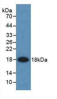 I-FABP / FABP2 Antibody - Western Blot; Sample: Recombinant FABP2, Rat.