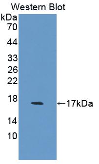 I-FABP / FABP2 Antibody - Western blot of I-FABP / FABP2 antibody.