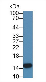 I-FABP / FABP2 Antibody - Western Blot; Sample: Porcine Small intestine lysate; Primary Ab: 1µg/ml Rabbit Anti-Porcine FABP2 Antibody Second Ab: 0.2µg/mL HRP-Linked Caprine Anti-Rabbit IgG Polyclonal Antibody