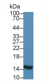 I-FABP / FABP2 Antibody - Western Blot; Sample: Rat Small intestine lysate; Primary Ab: 1µg/ml Rabbit Anti-Porcine FABP2 Antibody Second Ab: 0.2µg/mL HRP-Linked Caprine Anti-Rabbit IgG Polyclonal Antibody (Catalog: SAA544Rb19