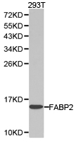 I-FABP / FABP2 Antibody - Western blot of extracts of 293T cell lines, using FABP2 antibody.
