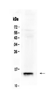 I-FABP / FABP2 Antibody - Western blot - Anti-FABP2/I-FABP Picoband Antibody