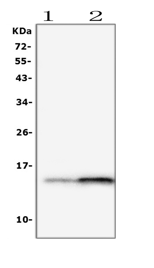 I-FABP / FABP2 Antibody - Western blot analysis of FABP2/I-FABP using anti-FABP2/I-FABP antibody. Electrophoresis was performed on a 5-20% SDS-PAGE gel at 70V (Stacking gel) / 90V (Resolving gel) for 2-3 hours. The sample well of each lane was loaded with 50ug of sample under reducing conditions. Lane 1: rat small intestine tissue lysates, Lane 2: mouse small intestine tissue lysates, After Electrophoresis, proteins were transferred to a Nitrocellulose membrane at 150mA for 50-90 minutes. Blocked the membrane with 5% Non-fat Milk/ TBS for 1.5 hour at RT. The membrane was incubated with rabbit anti-FABP2/I-FABP antigen affinity purified polyclonal antibody at 0.5 µg/mL overnight at 4°C, then washed with TBS-0.1% Tween 3 times with 5 minutes each and probed with a goat anti-rabbit IgG-HRP secondary antibody at a dilution of 1:10000 for 1.5 hour at RT. The signal is developed using an Enhanced Chemiluminescent detection (ECL) kit with Tanon 5200 system. A specific band was detected for FABP2/I-FABP at approximately 15KD. The expected band size for FABP2/I-FABP is at 15KD.