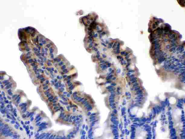I-FABP / FABP2 Antibody - FABP2/I-FABP was detected in paraffin-embedded sections of mouse intestine tissues using rabbit anti- FABP2/I-FABP Antigen Affinity purified polyclonal antibody