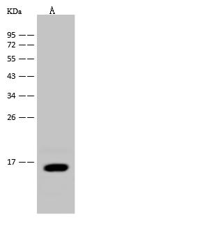 I-FABP / FABP2 Antibody - Anti-FABP2 rabbit polyclonal antibody at 1:500 dilution. Lane A: Mouse small intestine tissue lysate. Lysates/proteins at 30 ug per lane. Secondary: Goat Anti-Rabbit IgG (H+L)/HRP at 1/10000 dilution. Developed using the ECL technique. Performed under reducing conditions. Predicted band size: 15 kDa. Observed band size: 15 kDa.