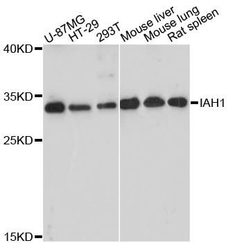 IAH1 Antibody - Western blot analysis of extracts of various cell lines, using IAH1 antibody at 1:3000 dilution. The secondary antibody used was an HRP Goat Anti-Rabbit IgG (H+L) at 1:10000 dilution. Lysates were loaded 25ug per lane and 3% nonfat dry milk in TBST was used for blocking. An ECL Kit was used for detection and the exposure time was 60s.