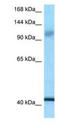 IARS2 Antibody - IARS2 antibody Western Blot of HT1080.  This image was taken for the unconjugated form of this product. Other forms have not been tested.