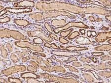 IBA57 / C1orf69 Antibody - Immunochemical staining of human C1orf69 in human kidney with rabbit polyclonal antibody at 1:100 dilution, formalin-fixed paraffin embedded sections.