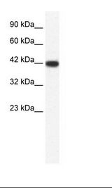 IBSP / Bone Sialoprotein Antibody - HepG2 Cell Lysate.  This image was taken for the unconjugated form of this product. Other forms have not been tested.