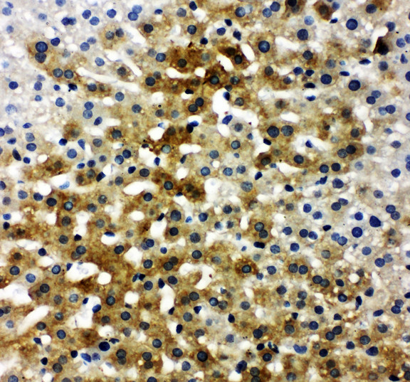 IBSP / Bone Sialoprotein Antibody - IBSP / Bone Sialoprotein antibody. IHC(P): Rat Liver Tissue.
