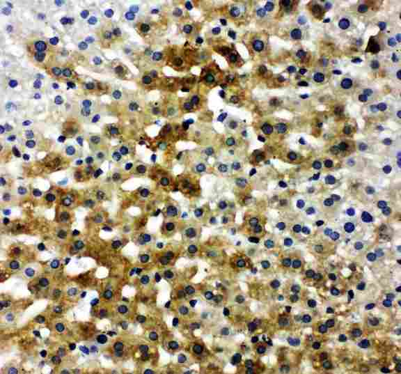 IBSP / Bone Sialoprotein Antibody - Anti-Bone Sialoprotein antibody, IHC(P): Rat Liver Tissue