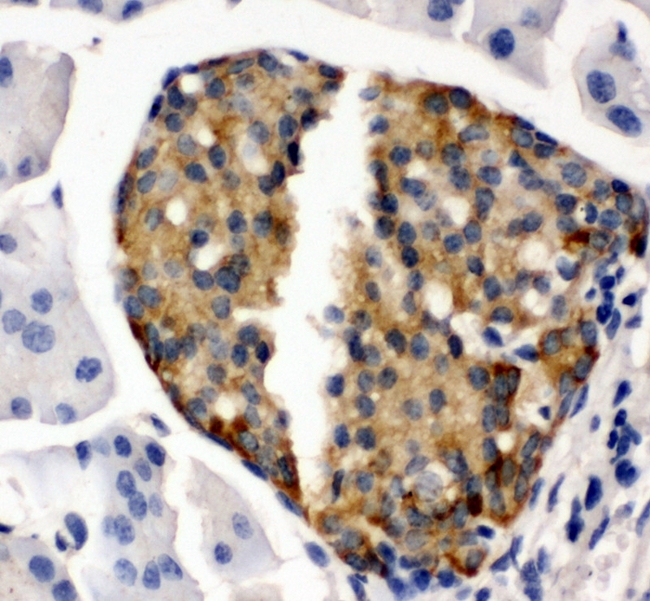 IBSP / Bone Sialoprotein Antibody - IHC analysis of Bone Sialoprotein using anti-Bone Sialoprotein antibody. Bone Sialoprotein was detected in paraffin-embedded section of mouse pancreas tissue. Heat mediated antigen retrieval was performed in citrate buffer (pH6, epitope retrieval solution) for 20 mins. The tissue section was blocked with 10% goat serum. The tissue section was then incubated with 1µg/ml rabbit anti-Bone Sialoprotein antibody overnight at 4°C. Biotinylated goat anti-rabbit IgG was used as secondary antibody and incubated for 30 minutes at 37°C. The tissue section was developed using Strepavidin-Biotin-Complex (SABC) with DAB as the chromogen.