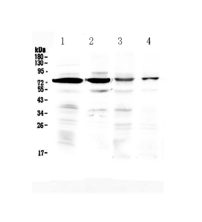 IBSP / Bone Sialoprotein Antibody - Western blot - Anti-IBSP/Bone Sialoprotein Picoband Antibody