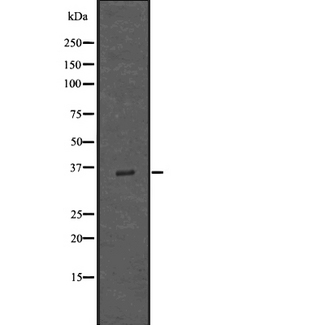 IBSP / Bone Sialoprotein Antibody - Western blot analysis of Bone Sialoprotein using K562 whole lysates.
