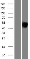 IBSP / Bone Sialoprotein Protein - Western validation with an anti-DDK antibody * L: Control HEK293 lysate R: Over-expression lysate