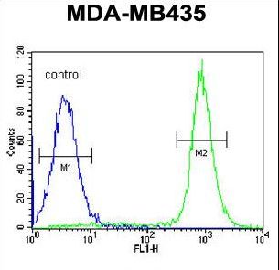 IBTK Antibody - IBTK Antibody flow cytometry of MDA-MB435 cells (right histogram) compared to a negative control cell (left histogram). FITC-conjugated goat-anti-rabbit secondary antibodies were used for the analysis.