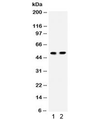 ICA69 / ICA1 Antibody