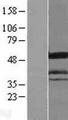 ICA69 / ICA1 Protein - Western validation with an anti-DDK antibody * L: Control HEK293 lysate R: Over-expression lysate