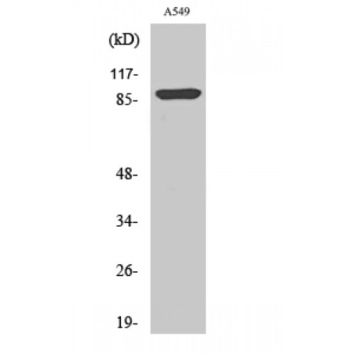 ICAM-1 / CD54 Antibody - Western blot of Phospho-ICAM-1 (Y512) antibody