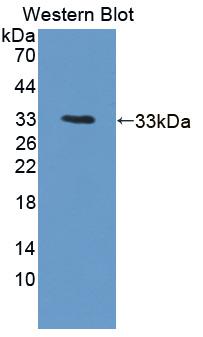 ICAM-1 / CD54 Antibody - Western Blot; Sample: Recombinant ICAM1, Rat.