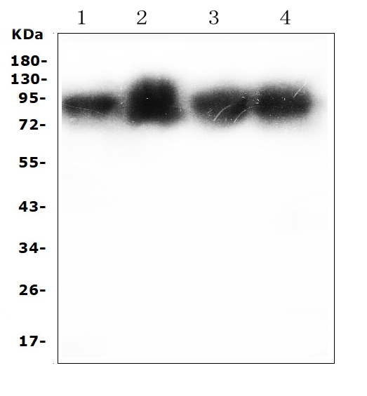 ICAM-1 / CD54 Antibody - Western blot analysis of ICAM1 using anti-ICAM1 antibody. Electrophoresis was performed on a 5-20% SDS-PAGE gel at 70V (Stacking gel) / 90V (Resolving gel) for 2-3 hours. The sample well of each lane was loaded with 50ug of sample under reducing conditions. Lane 1: mouse testicular tissue lysates, Lane 2: mouse thymus tissue lysates, Lane 3: mouse spleen tissue lysates, Lane 4: mouse liver tissue lysates. After Electrophoresis, proteins were transferred to a Nitrocellulose membrane at 150mA for 50-90 minutes. Blocked the membrane with 5% Non-fat Milk/ TBS for 1.5 hour at RT. The membrane was incubated with rabbit anti-ICAM1 antigen affinity purified polyclonal antibody at 0.5 µg/mL overnight at 4°C, then washed with TBS-0.1% Tween 3 times with 5 minutes each and probed with a goat anti-rabbit IgG-HRP secondary antibody at a dilution of 1:10000 for 1.5 hour at RT. The signal is developed using an Enhanced Chemiluminescent detection (ECL) kit with Tanon 5200 system. A specific band was detected for ICAM1 at approximately 90KD. The expected band size for ICAM1 is at 58KD.