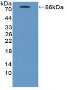 ICAM-1 / CD54 Antibody - Western Blot; Sample: Recombinant ICAM1, Canine.