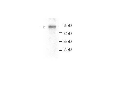ICAM-1 / CD54 Antibody