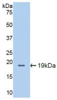 ICAM-1 / CD54 Antibody - Western Blot; Sample: Recombinant ICAM1, Mouse.