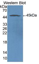 ICAM-1 / CD54 Antibody - Western Blot ;Sample: Recombinant ICAM1, Human.