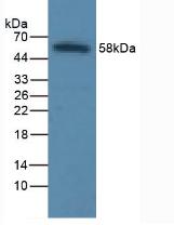 ICAM-1 / CD54 Antibody - Western Blot; Sample: Rat Liver Tissue.