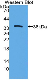 ICAM-1 / CD54 Antibody - Western blot of recombinant ICAM1 / CD54.  This image was taken for the unconjugated form of this product. Other forms have not been tested.