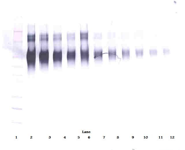 ICAM-1 / CD54 Antibody - Western Blot (non-reducing) of ICAM-1 / CD54 antibody. This image was taken for the unconjugated form of this product. Other forms have not been tested.