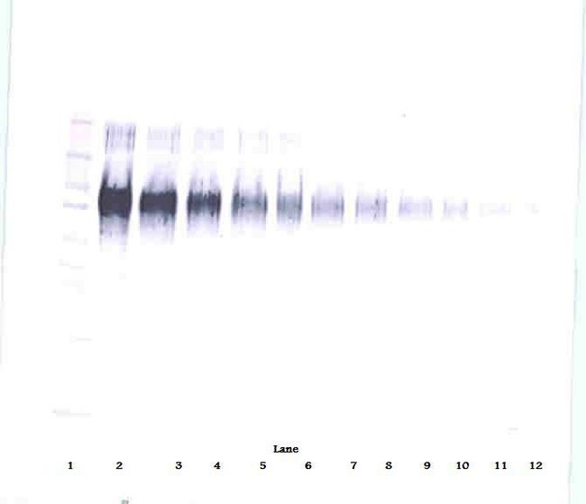 ICAM-1 / CD54 Antibody - Western Blot (reducing) of ICAM-1 / CD54 antibody. This image was taken for the unconjugated form of this product. Other forms have not been tested.