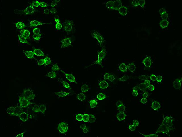ICAM-1 / CD54 Antibody - Immunofluorescence staining of Mouse ICAM1 in Raw264.7 cells. Cells were fixed with 4% PFA, blocked with 10% serum, and incubated with rabbit anti-mouse ICAM1 monoclonal antibody (dilution ratio 1:60) at 4°C overnight. Then cells were stained with the Alexa Fluor 488-conjugated Goat Anti-rabbit IgG secondary antibody (green). Positive staining was localized to Cytoplasm and Cell membrane.